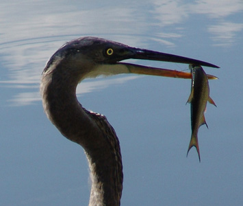 Great Blue Heron