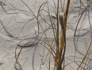 dune grasses - Cumberland Island, GA